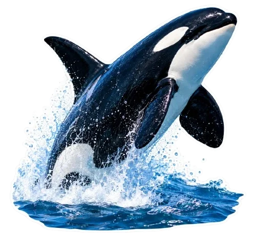 Orca Sizes